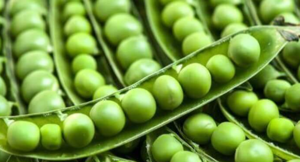 What is the Ratio of Pea Protein to Rice Protein.png